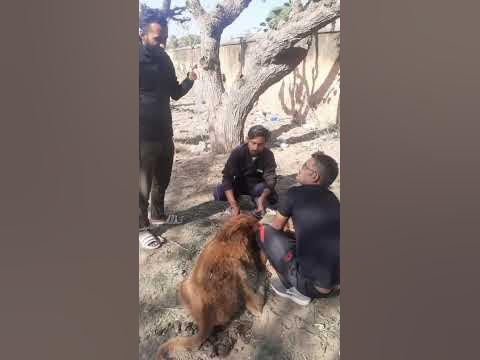 Animal rescue by animal ngo team - 820 | Animal ngo | cow 