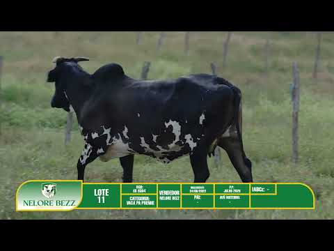 LOTE 11   ER 8304 - Nelore BEZZ
