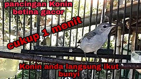 Pancingan Konin betina gacor memanggil jantan-ampuh untuk cas jantan malas bunyi-macet