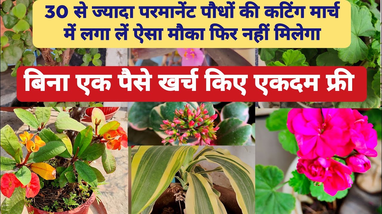 मार्च में बिना एक पैसे के फ्री में पाए 30 से ज्यादा परमानेंट पौधों की कटिंग March Cutting Plant Name