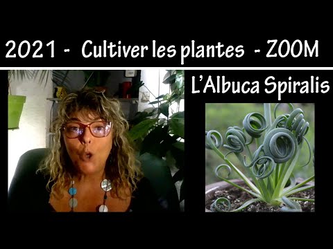 Vidéo: Informations sur les plantes d'Albuca - En savoir plus sur la culture d'Albuca dans le jardin