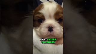 Adorable Cavalier King Charles Spaniel The Ultimate Puppy Cuteness