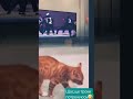 Содержит Michael Jackson Who Is It Cover Cat гумор Содержит Michael Jackson Who Is It Cover Cat гумор