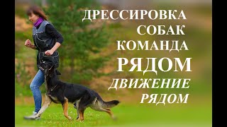 г.Набережные Челны.Дрессировка собак.ОКД. г.Набережные Челны.Дрессировка собак.ОКД.