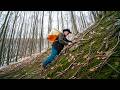 Collecting Mountain Honey The Way Our Ancestors Did – And Why It's So Dangerous