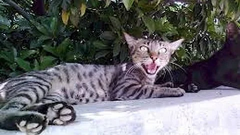Video 78531: silver egyptian mau kittens, egyptian mau cat, funny cat