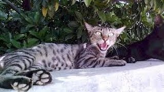 What do you say this Egyptian Mau cat ??? funny cat video