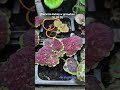 Pierwsze kwiaty w uprawie groowbox #kwiaty #flower #garden #elawogrodzie #gardening