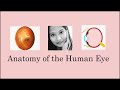 Anatomy of the human eye basic structureeye musclestear drainage system hindi english captions