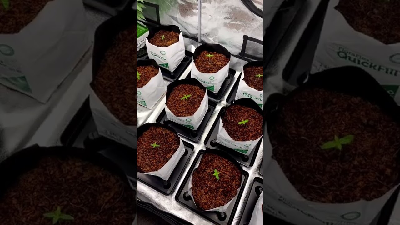 Spider Farmer grow kits are perfect for my needs, Girls are growing up happy💚🌱