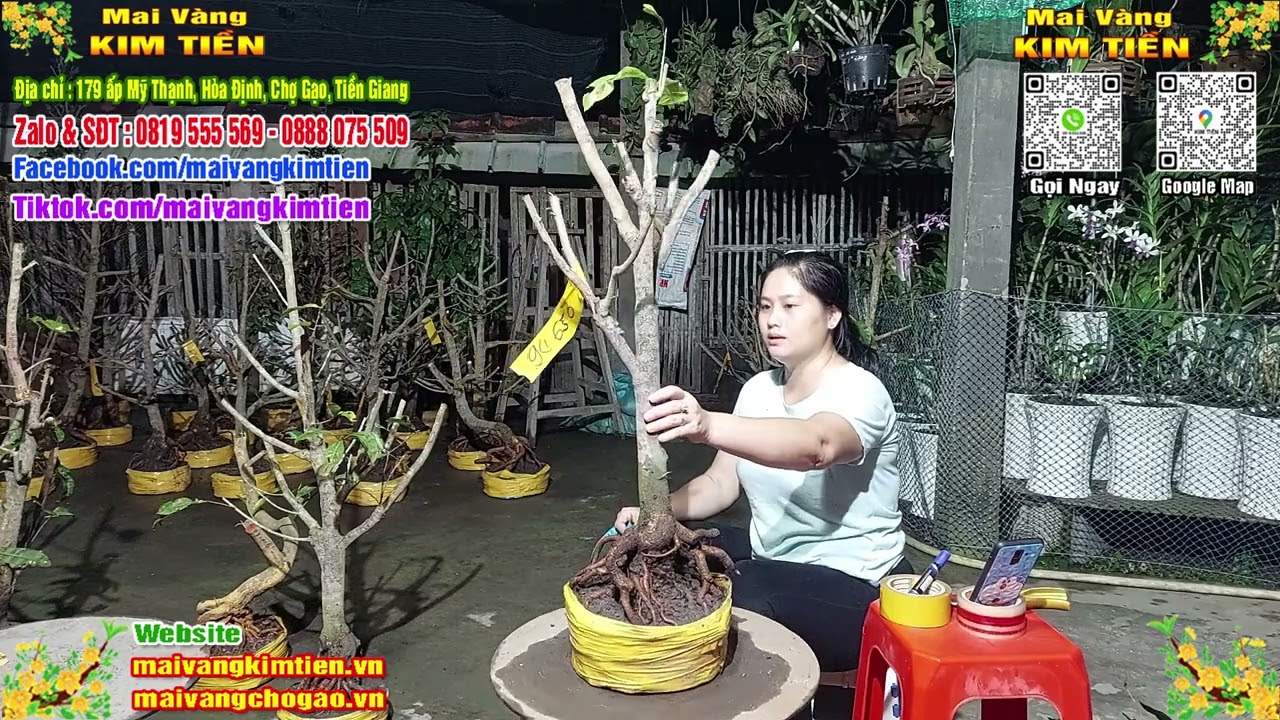 Phôi Mai Thủ Đức Giá Rẻ Bao Ship Bao Sống Toàn Quốc - Mai Vàng Kim Tiền Chợ Gạo