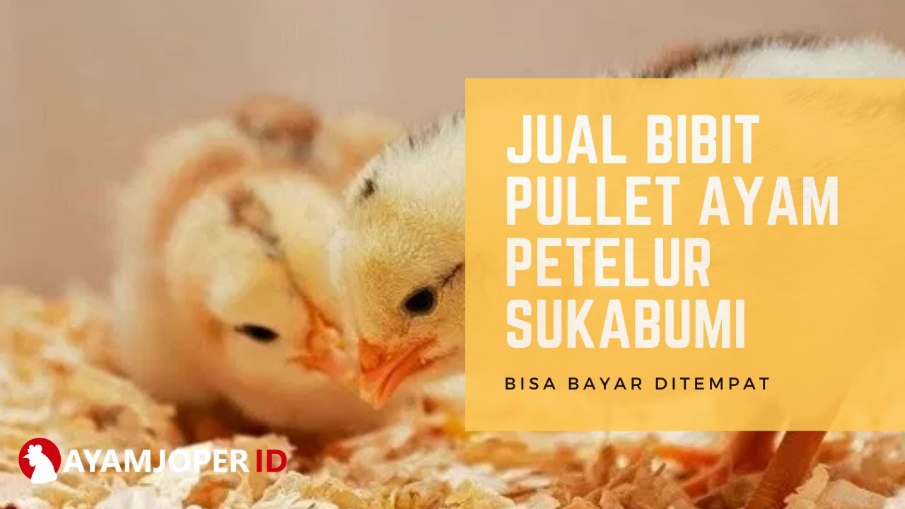 Jual Bibit Pullet Ayam Petelur Sukabumi - YouTube
