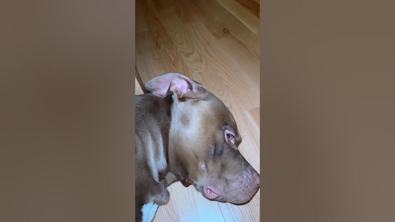 So squishy and so so cute! 🥰 #dog - YouTube