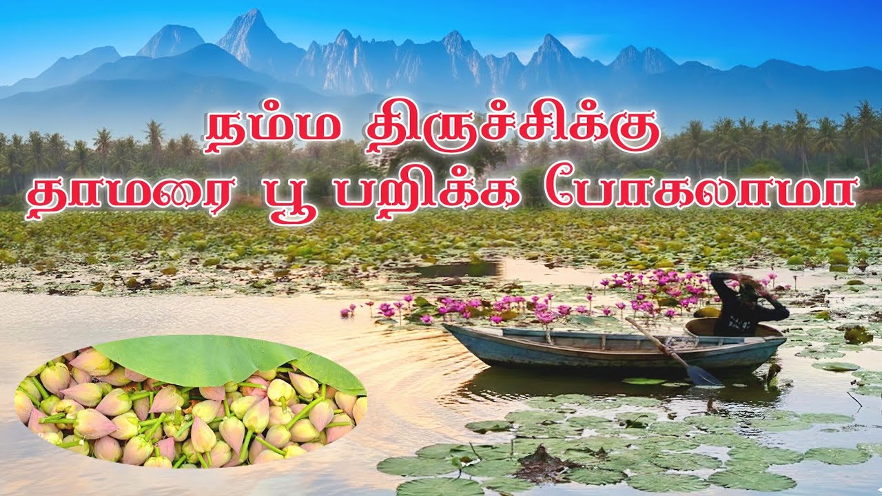 🌸 தாமரை பூ பறிக்க போறேன் வாங்க போகலாம் 😍 #lotus #lotusflower #thamarai #vlog 