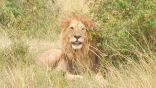 Masaia Mara Lions @explorewildlifeafrica-adve917