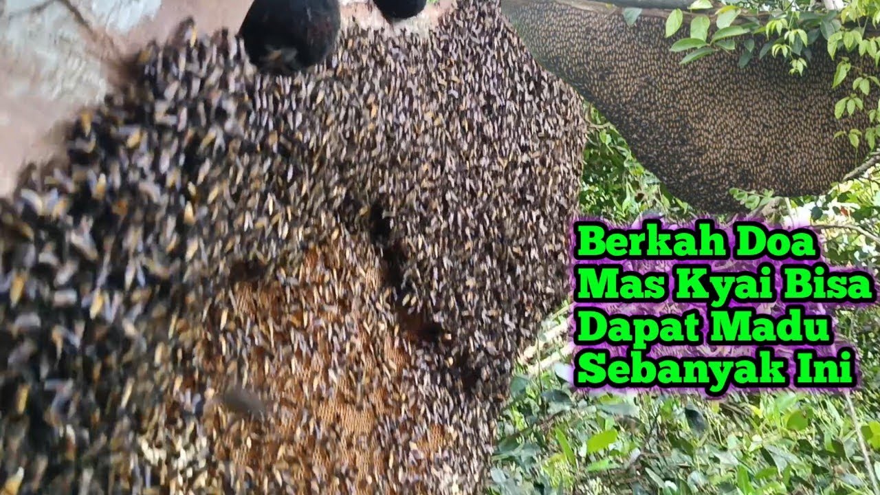 Mbolang Sama Mas Kyai Langsung Panen Raya 4 Sarang #bee #honey #panenmaduhutan #lebah #madu #hutan 