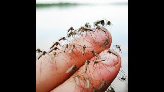 КОМАРЫ? ПРОЩЕ НЕТ !  Ловушка для мух и комаров своими руками за 30минут !