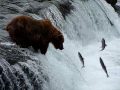 Brooks Falls Bears, Katmai AK