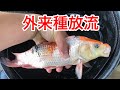 外来種を放流した結果どうなるか・・・!
