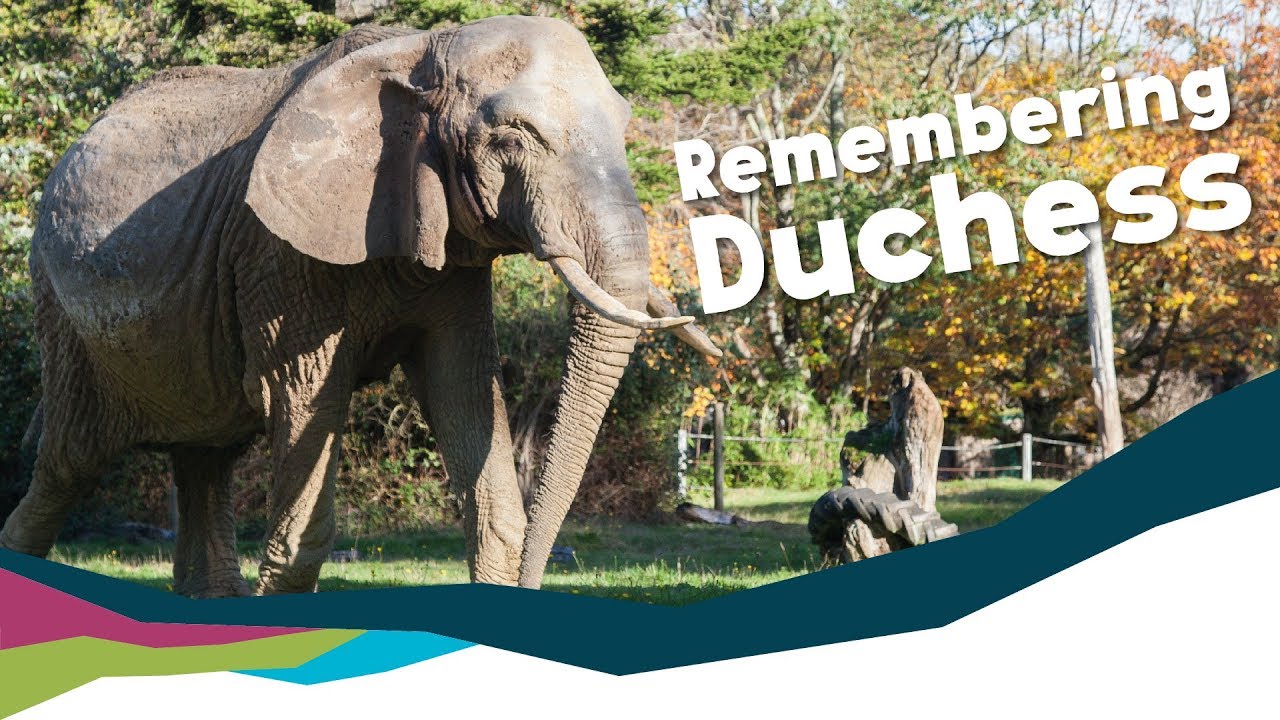 Remembering Duchess 1970 - 2019 [Paignton Zoo]