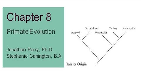 Explorations Chapter 8 Primate Evolution