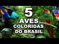 5 Aves Coloridas do Brasil