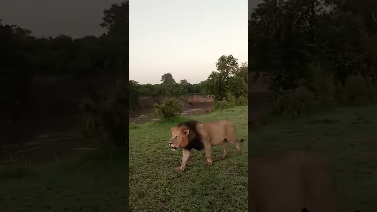 Bila Shaka males Chongo Koshoke Kibogoyo