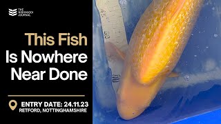 Spectacular Koi Transformation | The Nishikigoi Journal | EP #022