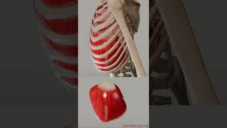 Movements Of the diaphragm  Diaphram and Intercostals