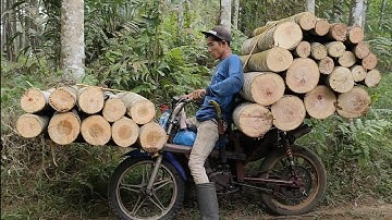 Muatan super berat !!! Ojek kayu membawa kayu hasil kebun produksi.  Indonesian