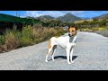 No es mi perro — dog encounters in Andalusia