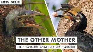 Filming Extraordinary Hornbill Behaviour - Pied Hornbill raises a Grey Hornbill in India