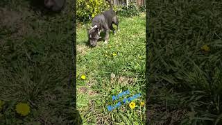 Feeling Good Blue Staffy Staffordshire Terrier Dog
