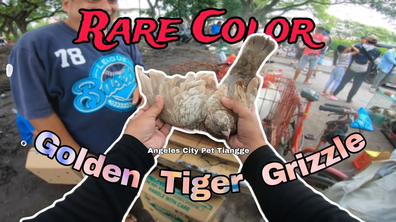 Rare color na Kalapate sa Pet Tiange ng Angeles City Pampanga - Golden Tiger Grizzle