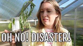 Download lagu TOMATOES ARE A DISASTER! / EMMA'S ALLOTMENT DIARIES