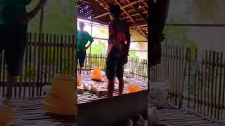Download Lagu Ini ayam potong #ost #bgm #guitar #cover #music MP3 Download Lagu Ini ayam potong #ost #bgm #guitar #cover #music MP3