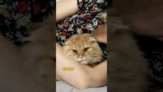Ternyata Ini Alasan Kucing Tidur di Atas Badan Kita!