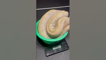 Crystal female #shortsvideo #reptile #washington #snake #ballpython #shorts
