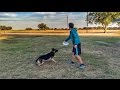 Ultimate Frisbee Dog | Brodie Smith