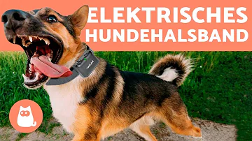 Ist ein Stromhalsband für Hunde erlaubt?