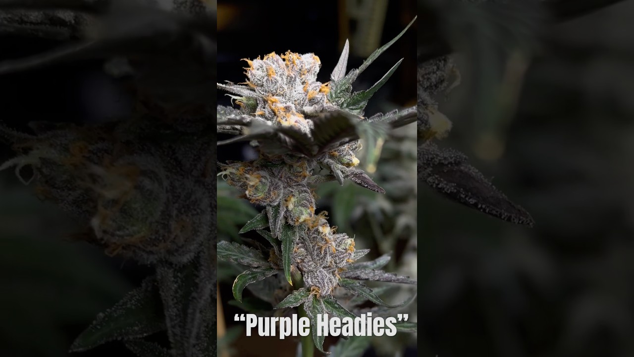 🔥🔥🔥 “Purple Headies” and some new 