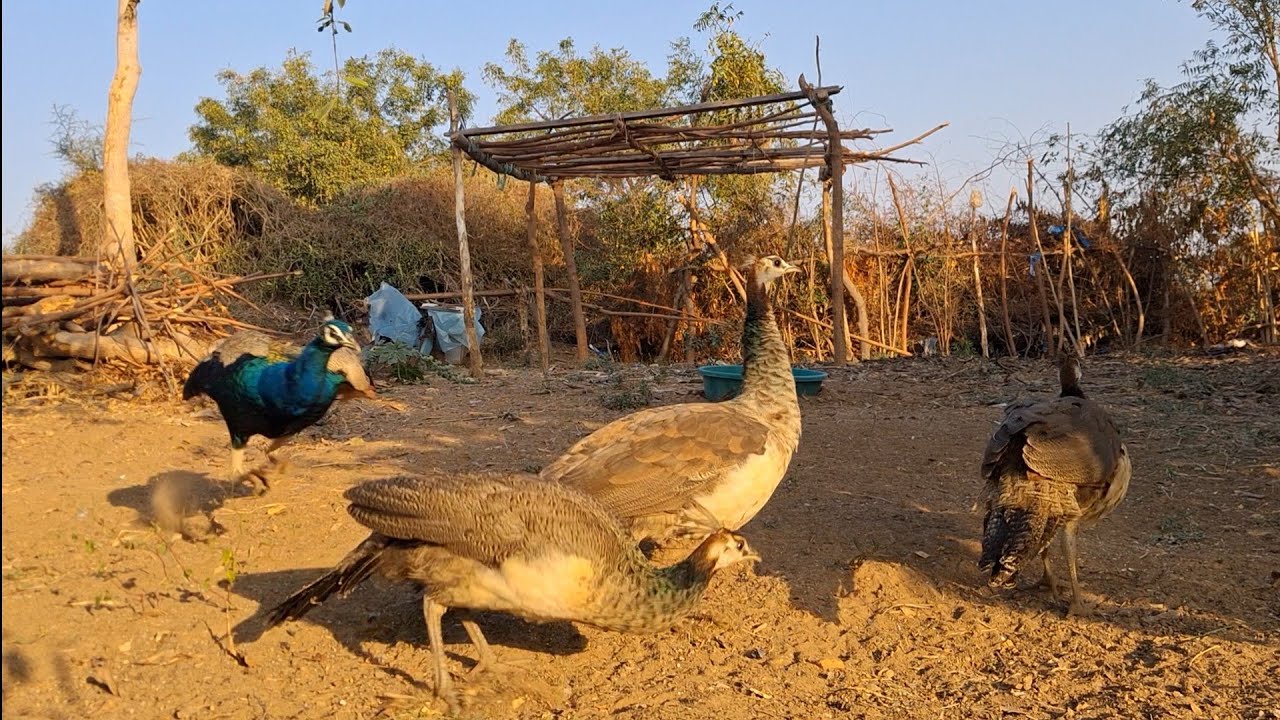 Peacock Bird 2 Cute Smile Bacha/ Peafowl Bird's Full Story Video/ Indian Village peacock Video 