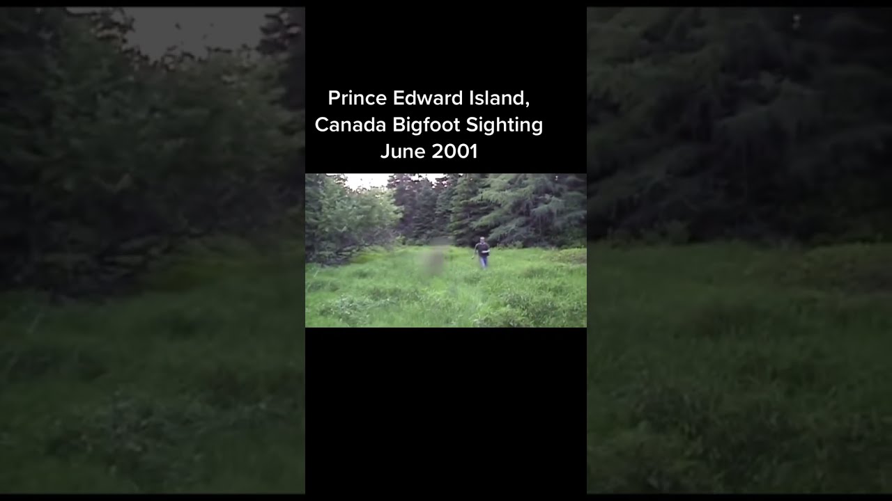Rare Footage Of Bigfoot In Prince Edward Island Canada
