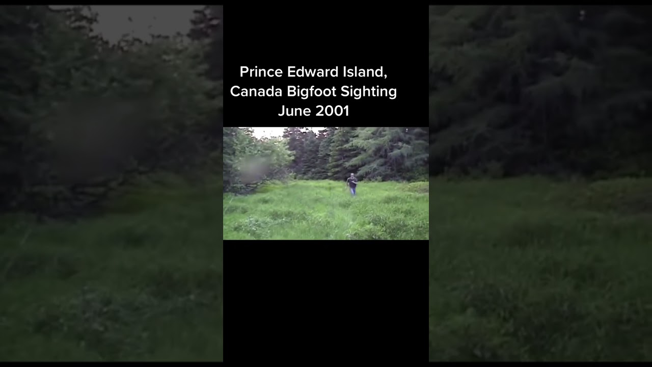 Prince Edward Island Canada Bigfoot Sighting Video #shorts