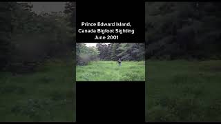 Rare Footage of Bigfoot in Prince Edward Island Canada screenshot 2