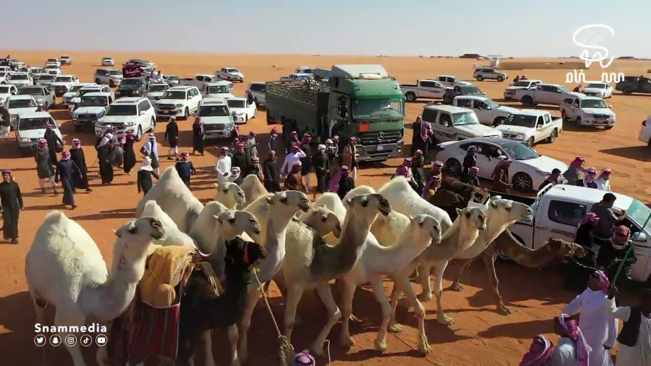مسيرة ابن جخدب فردي جل وضح وشقح بمهرجان الملك عبدالعزيز للإبل ٧