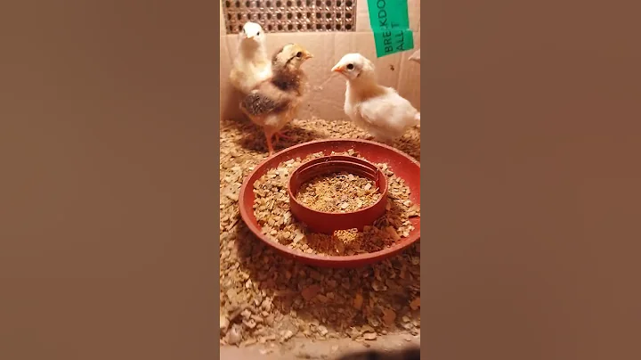 Week 1 of our first time try at breeding gamefowl