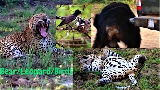 Leopard, Bear&amp; Birds at Yala park කුනකට වහවැටුන කොටියෙකු