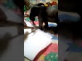 Lion vs Tiger