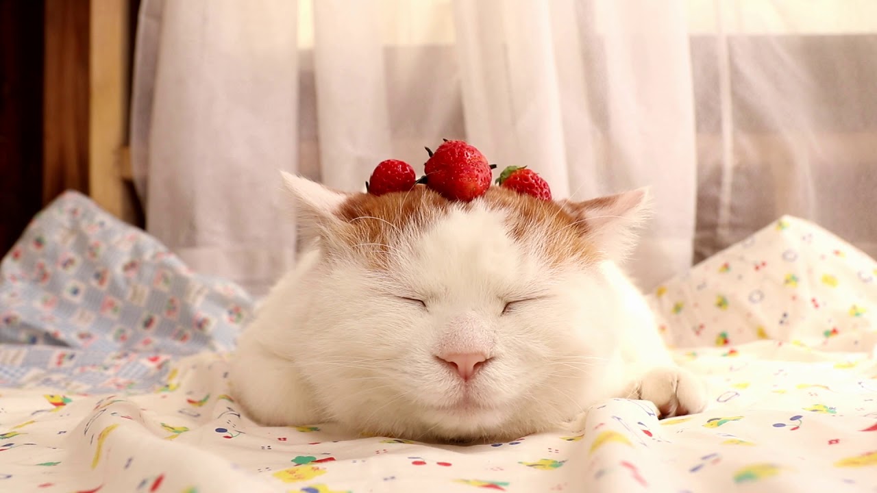 のせ猫 のせ猫 x いちご 170613 - YouTube